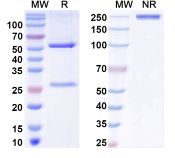 IFN α2/IFNA2 Human Monoclonal Antibody