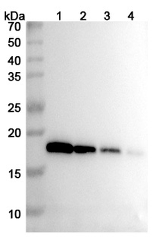 IFN α2/IFNA2 Human Monoclonal Antibody
