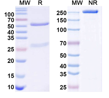 Staphylococcus aureus Alpha-toxin/hly Human Monoclonal Antibody