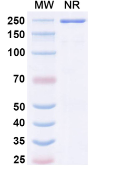 Dermatophagoides pteronyssinus DERP2 Human Monoclonal Antibody