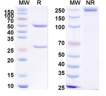APOE Mouse Monoclonal Antibody