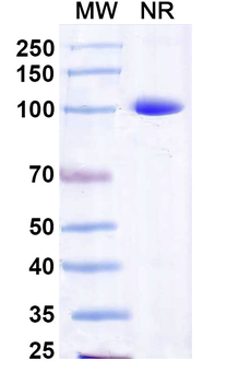MAPT/Tau/PHF-tau Human Monoclonal Antibody