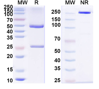 HGF Mouse Monoclonal Antibody
