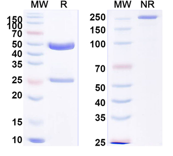 FGB/Fibrinogen beta Mouse Monoclonal Antibody
