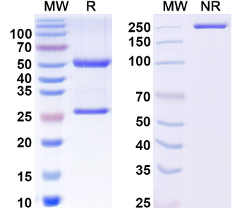 GluA1 Mouse Monoclonal Antibody