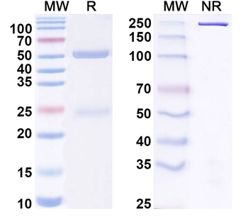 Gal-1/LGALS1 Mouse Monoclonal Antibody