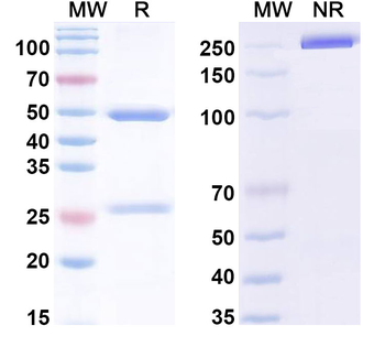 Ganglioside GM2 Mouse Monoclonal Antibody