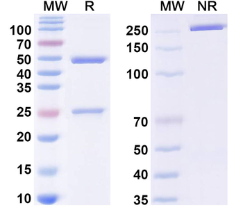 Ganglioside GM1/2/3 Mouse Monoclonal Antibody