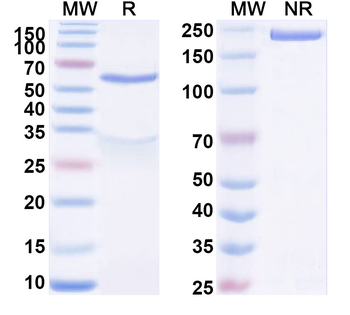 GRIN1/NMDAR1 Mouse Monoclonal Antibody