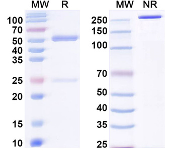 SLC6A4/SERT Mouse Monoclonal Antibody