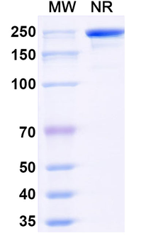 Pan-pS/pSer/Phosphoserine Mouse Monoclonal Antibody