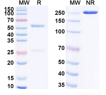 Pan-pY/pTyr/Phosphotyrosine Mouse Monoclonal Antibody