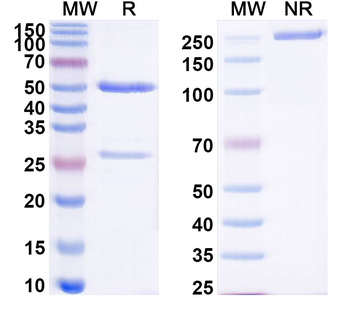 Pan-pY/pTyr/Phosphotyrosine Mouse Monoclonal Antibody