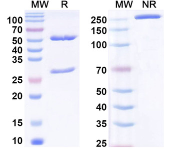 Phospho-CREB1 Mouse Monoclonal Antibody