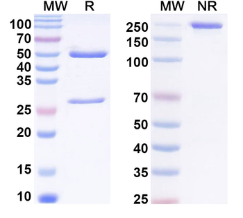 Phospho-STAT3 Mouse Monoclonal Antibody