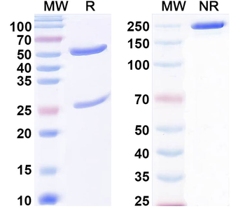 Phospho-CHK2 Mouse Monoclonal Antibody