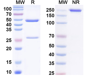 Phospho-AKT1 Mouse Monoclonal Antibody