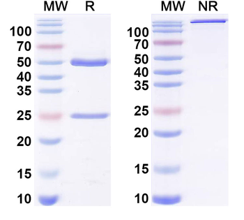 Phospho-Vimentin Mouse Monoclonal Antibody