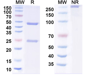 Phospho-Tau Mouse Monoclonal Antibody