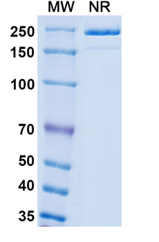 Monkeypox virus/MPXV M1R Mouse Monoclonal Antibody