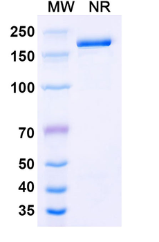 Monkeypox virus/MPXV M1R Mouse Monoclonal Antibody