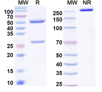 SSEA4 Mouse Monoclonal Antibody
