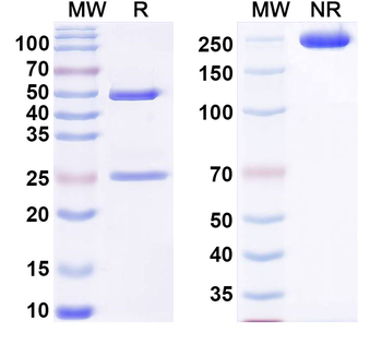 COL2A1 Mouse Monoclonal Antibody
