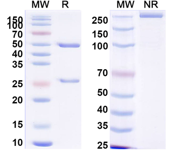 COL2A1 Mouse Monoclonal Antibody