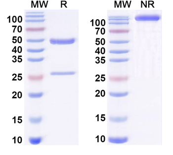 VWF Rat Monoclonal Antibody
