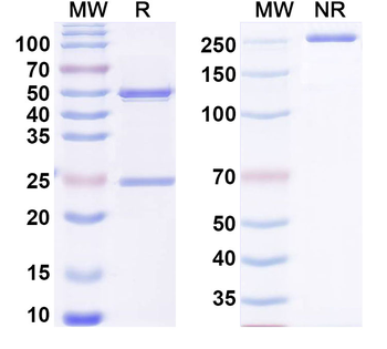 IL22 Rat Monoclonal Antibody