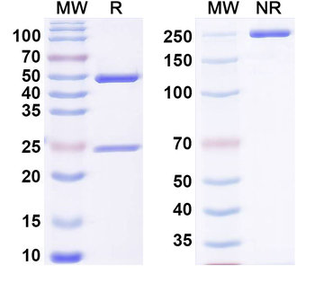 STAT3 Rat Monoclonal Antibody