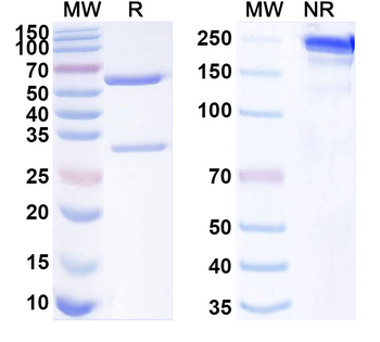 COMP Mouse Monoclonal Antibody
