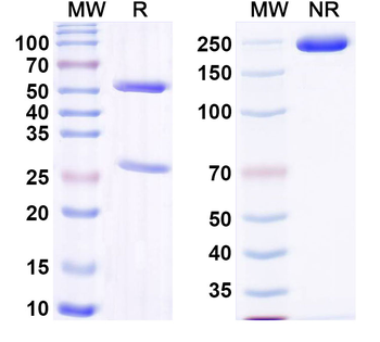 NRP2 Rat Monoclonal Antibody
