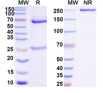 Hypusine Mouse Monoclonal Antibody