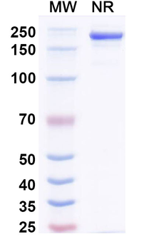 Hypusine Mouse Monoclonal Antibody
