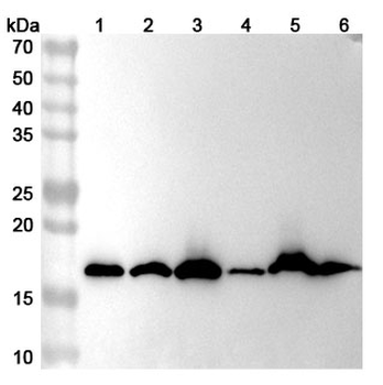 Hypusine Mouse Monoclonal Antibody