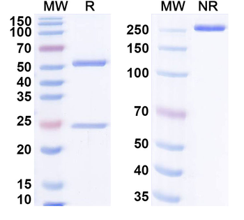 G-quadruplex DNA Mouse Monoclonal Antibody