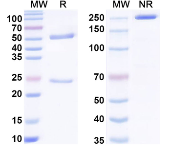 G-quadruplex DNA Mouse Monoclonal Antibody