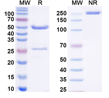 Pan-pY/pTyr/Phosphotyrosine Mouse Monoclonal Antibody