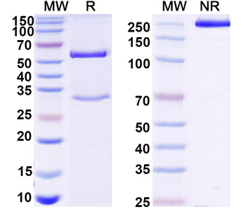 ADAMTS4 Mouse Monoclonal Antibody