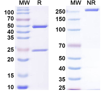 ADAMTS4 Mouse Monoclonal Antibody