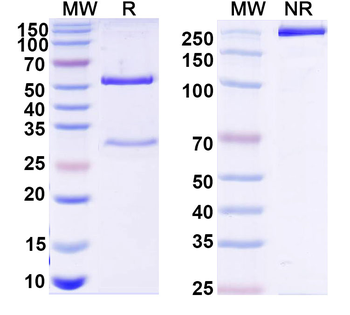 ADAMTS5 Mouse Monoclonal Antibody