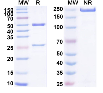 CD274/PD-L1/B7-H1 Mouse Monoclonal Antibody