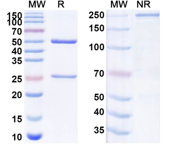 CD274/PD-L1/B7-H1 Mouse Monoclonal Antibody