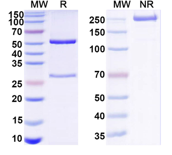 HCV ssRNA/Genome polyprotein Human Monoclonal Antibody