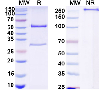 HCV ssRNA/Genome polyprotein Human Monoclonal Antibody