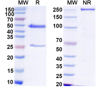 HCV gp32/gp35/Envelope glycoprotein E1 Human Monoclonal Antibody