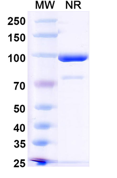 HPV16 E7/Protein E7 Mouse Monoclonal Antibody