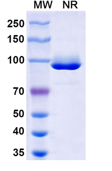 HPV16 E7/Protein E7 Mouse Monoclonal Antibody