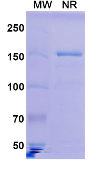 HRSV-A F/Fusion glycoprotein F0 Human Monoclonal Antibody